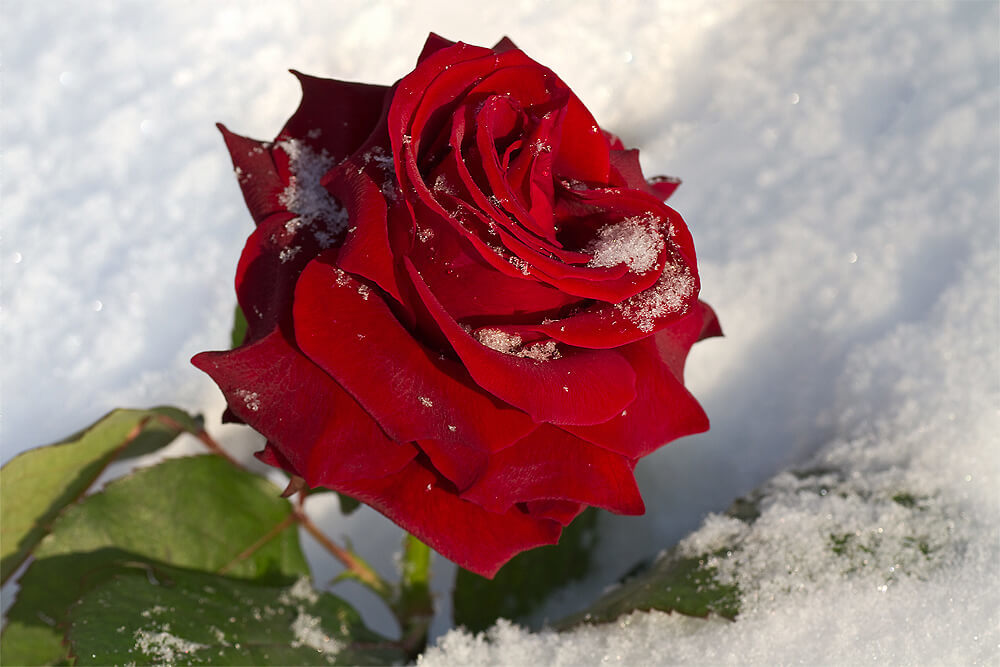 Rote Rose im Schnee