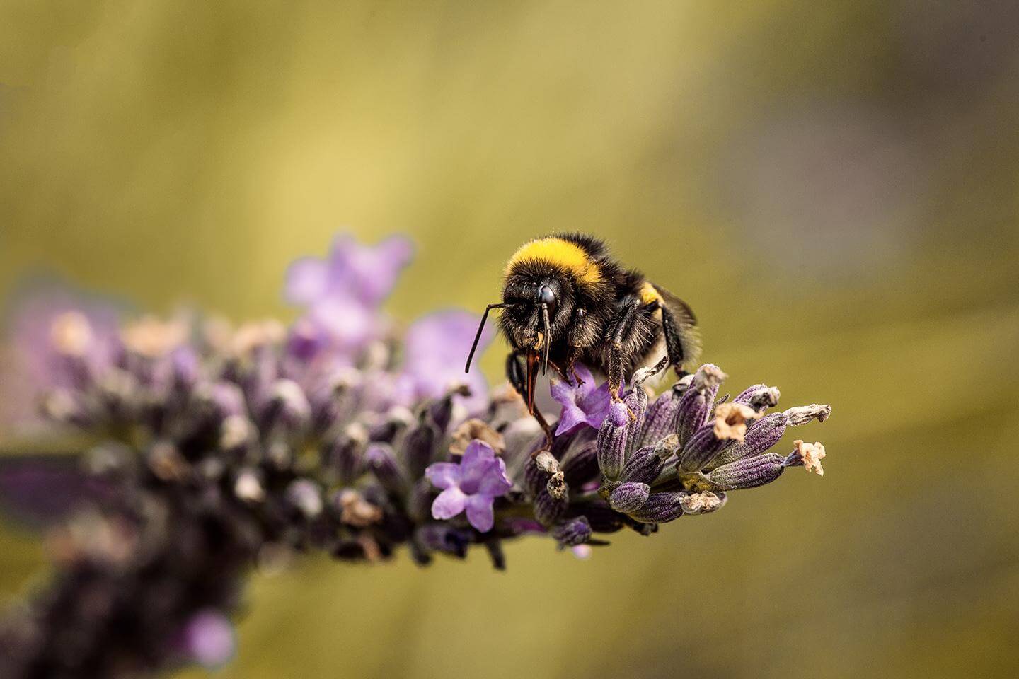 Hummel auf Lavendel