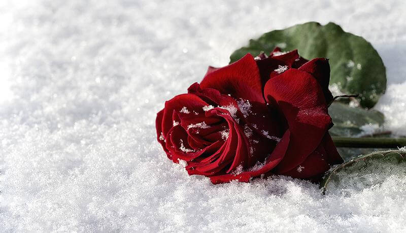 Rose im Schnee